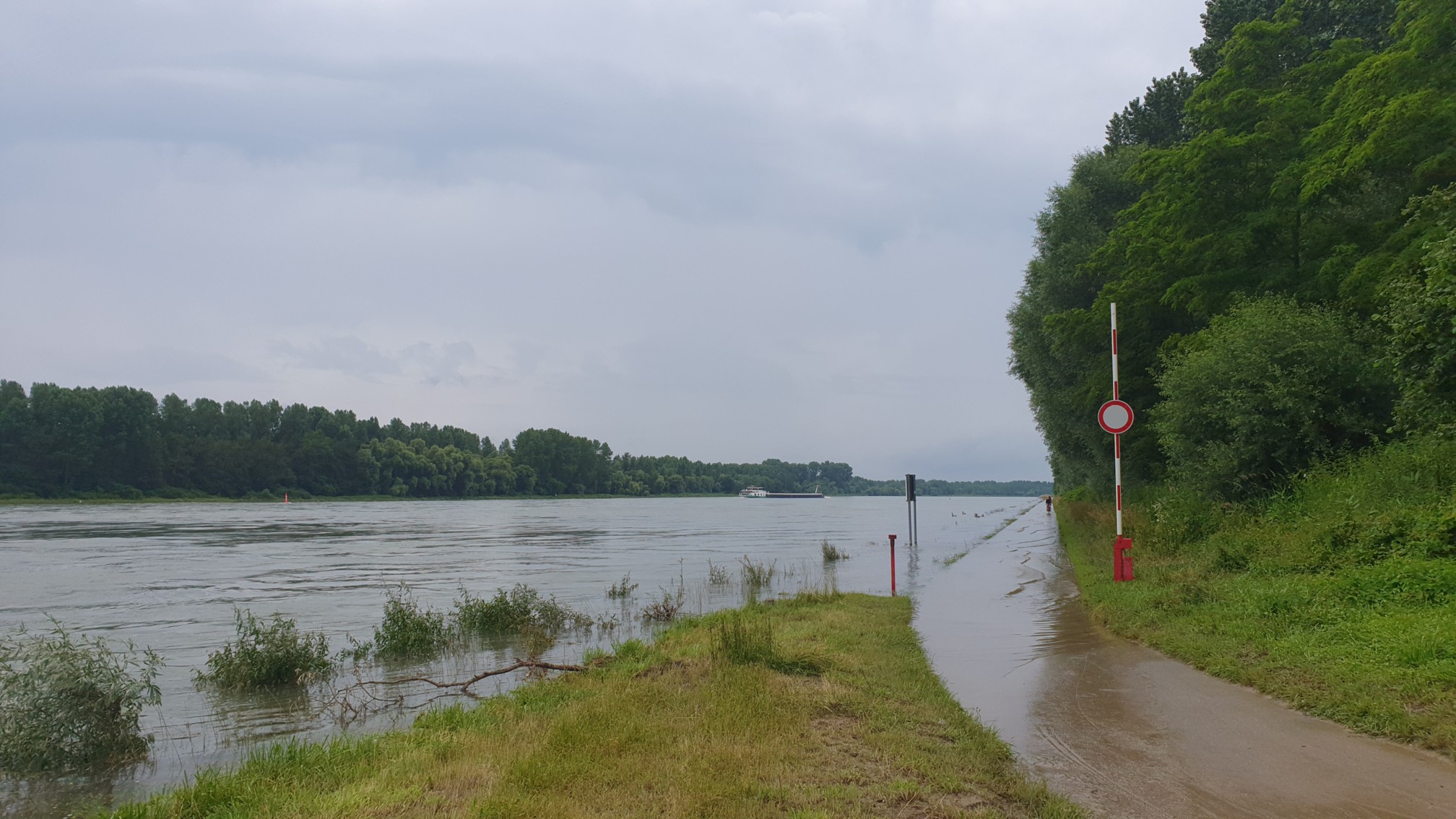 Hochwasser am Rhein bei Karlsruhe