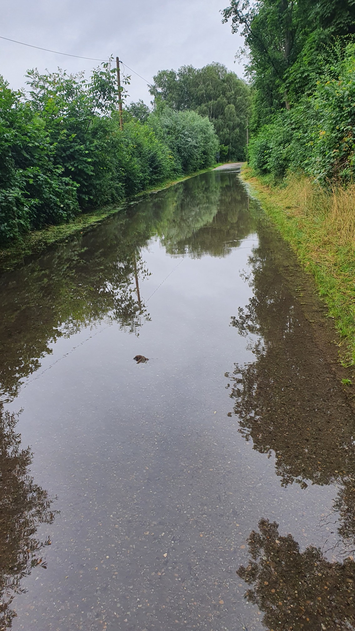 Überfluteter Fahrradweg an der Donau bei Ersingen